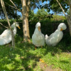 Enjoying some shade by the pond on a sunny day