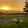 Beautiful sunset and our lovely ducks