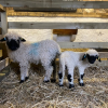 The cutest sheep in the world - super friendly too!!