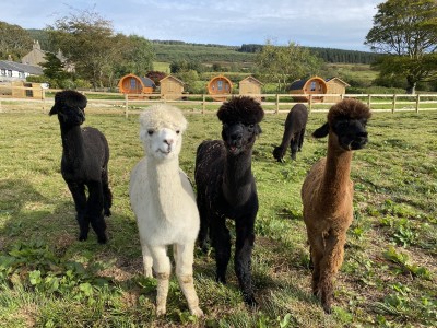 alpacas and pods